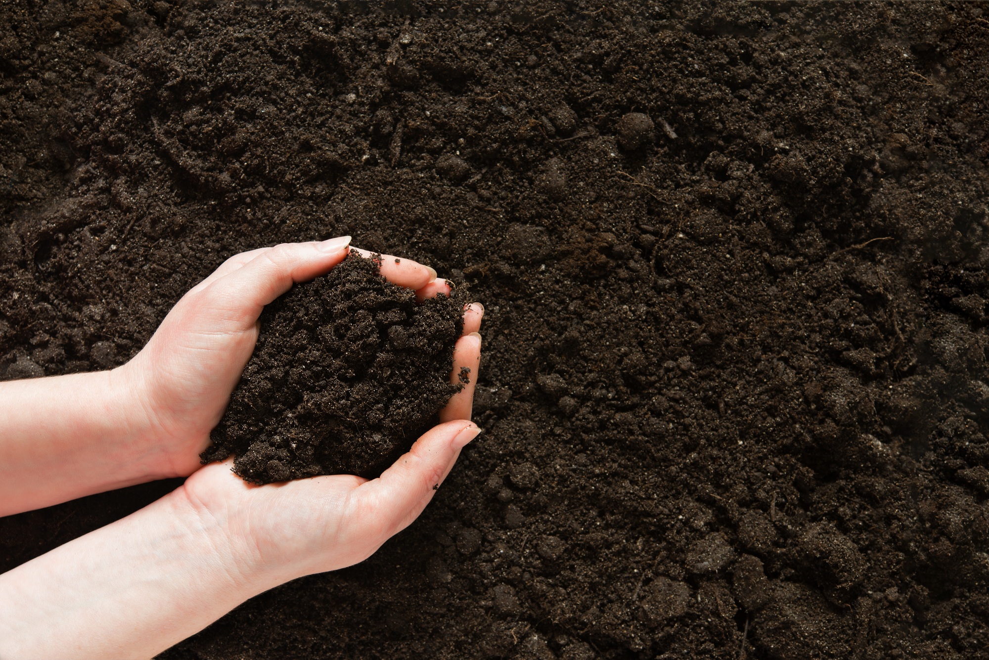 Symbol earth day. Handful of earth in hand. Farmer hands soil ground earth dirt garden soil farm
