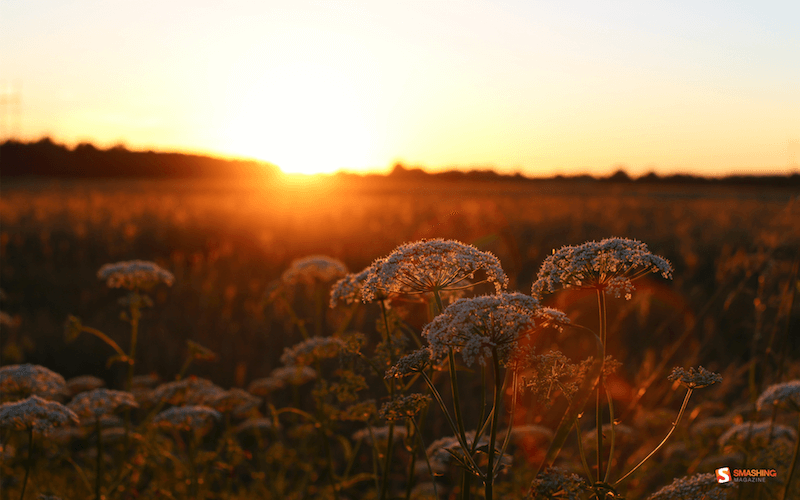 Estonian Summer Sun